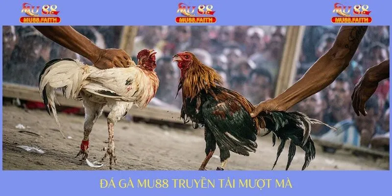 Theo dõi các thước video chất lượng