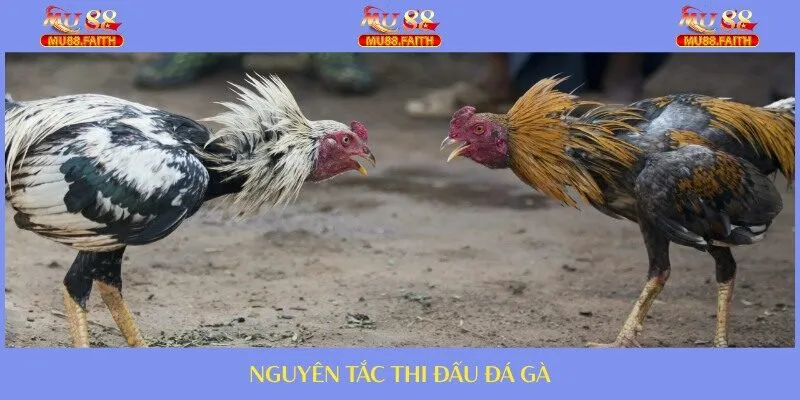 Nguyên tắc thi đấu chính thức